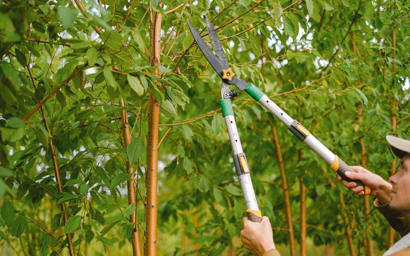 Tree trimming in Yaphank, NY